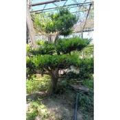 【建方松園】 羅漢松 造型羅漢松 高1.51米 寬1.6米 Podocarpus-A11