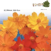 【台灣】【花園夢想家】黃波斯菊種子 Cosmos-約50粒  花卉  花卉種子  觀賞植物  家庭園藝  童話園藝