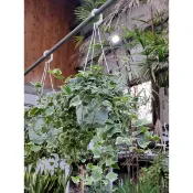 觀葉植物～常春藤（6吋吊盆）