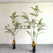 免運 【仿真綠植】可開發票仿真猴頭蕨 金絲蕨 蕨類新品室內裝飾造景仿真綠植 盆栽假植 物工廠直銷 全館折扣 售後保障 店長新品推薦 6s91712工廠直銷 全館折扣 售後保障 店長新品推薦 6s91713