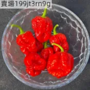 現貨🌶️【莫魯加紅怪物 辣椒種子】🌶️新種上市 （超）高度約為60-90CM 高產可觀賞可食用辣椒種子 庭院陽台盆栽種