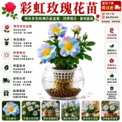 不怕養不活｜水培土栽自由選【現貨稀有色玫瑰花苗】🌹 玫瑰植株 日本新品玫瑰花濃香型 月季花卉 四季開花 陽臺室內綠植好養