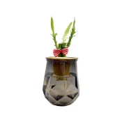 (店+)理想小品｜開運竹｜水耕盆栽｜塑膠盆栽｜無土種植｜室內桌上植物 觀葉植物 水耕植物 送禮植物 桌上擺飾 塑膠鑽石瓶
