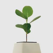 │ 方盆系列 │海葡萄 - 招財小樹 水耕無土 陶瓷盆器 室內植物