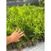 羅漢松-3吋盆(參考高度15-30公分)