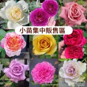 2.5吋~4吋 玫瑰苗 無嫁接月季苗【10/13更新】下週一開始寄件 《四季有花玫瑰園》下單前請詳閱敘述