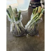 【溪·園】牧草苗～狼尾草苗～小苗～根頭苗