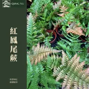【青嶼】紅鳳尾蕨｜紅鳳尾鐵角蕨｜觀葉蕨類｜耐陰植物｜室內植栽｜雨林植物｜辦公室植栽｜療癒綠植
