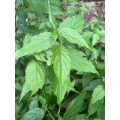 【台中 大坑 】優盾草 /新鮮枝葉 /一斤80  / 3吋盆30元 // 無農藥種植//憂遁草 優頓草 憂頓草 / 優遁
