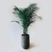 (店+)開幕送禮盆栽首選 ꕥ 黃椰子 ꕥ