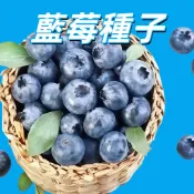 【藍莓種子】 台灣現貨 盆栽小果 居家園藝 水果苗木 可食用 陽臺種植 新手易栽 耐熱品種 四季可播 觀賞盆栽 家庭農場