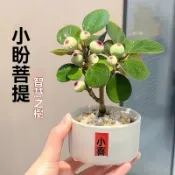 【菩提樹種子】小盼菩提樹 菩提種子 禪意桌面綠植好養室內植物辦公室花卉盆景