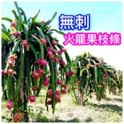 無刺火龍果苗🟡枝條🟡 火龍果 火龍果苗 黃龍果 紅龍果 樹苗 果苗 矮化果樹 矮生盆栽 矮化盆栽 水果苗 水果盆栽