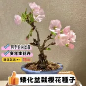 💥【日本矮化櫻花種子】💯包對版微型櫻花 四季開花 室內易活 辦公室內植物首選 陽台庭院綠植 盆栽櫻花種子包發芽