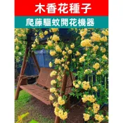 【CoCo園藝】重瓣爬藤木香花種子 濃香型七里香種子驅蚊開花機器繁殖快爬藤快庭院陽台盆栽地栽撒籽就能活新手種子