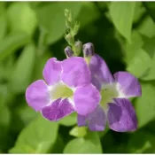 活力菜/支條苗/赤道櫻草/日本黑珠菜料理/食用野菜/Cây rau ngót nhật枸杞菜