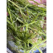 陽明柳，竹節草 水中葉出貨1株1元，每株5公分以上出貨