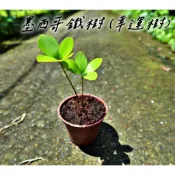 〈柯比植物〉墨西哥鐵樹 巴西幸運草/墨西哥蘇鐵/幸運樹/室內淨化植栽/室內植物/可水耕/西哥幸運木。耐陰生長慢