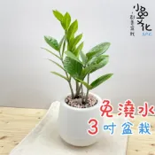 (店+)金錢樹【現貨】3吋雪胖免澆水盆栽 懶人盆栽 觀葉植物 室內植物 自動吸水 創意花盆 居家辦公盆花