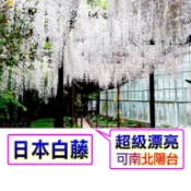 日本 白藤(爬藤)🟡已會開花盆栽🟡花開時樹滿白色的花朵，花色豔麗，有夢幻美 白花紫藤 樹紫藤 紫藤苗 紫藤 紫藤樹