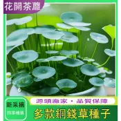 【招財旺宅 銅錢草種子】 水培真水草種子 魚缸水草種子 四季發芽 新手易種 金錢草吸甲醛綠植 養魚必備綠植 淨化氧氣