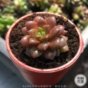 一吋迷你盆【小玉】多肉植物|多肉|景天科｜療癒小物| 組盆|綠手指必備|［Xuan肉園］