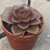 【多肉植物 】巧克力方磚 一吋  穩根