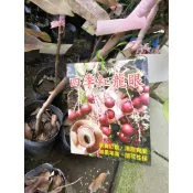 李家果苗 四季紅龍眼 4吋半盆 嫁接苗 果實紅艷 結果率高 高度60公分 特價500元