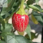 青芽園藝 🌶️（墨西哥胡椒海螺 辣椒種子）緊湊、芳香、高效  果實大小約 10 CM 新手易種 四季盆栽庭院田園稀有品