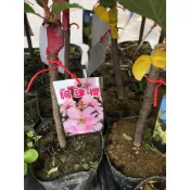 一禪種苗園-每年日本最早開花的櫻花品種〈河津櫻/櫻花苗〉喬木-4.5吋盆/花朵大呈粉紅色/大島櫻和寒緋櫻的自然雜交種