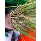 小兔子狼尾草1株裸株無盆 小布尼狼尾草 迷你牧草 青牧草 牧草 牧草苗 --裸株裸根無盆無介質出貨 天竺鼠 兔 龜 最愛