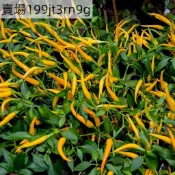 現貨🌶️恰恰辣椒種子（100粒）新種上市 四季種植（微辣）高度約為60CM  高產可觀賞可食用辣椒種子 庭院陽台盆栽種植