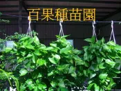 百果種苗園※黃金葛※綠化植物