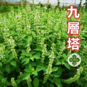 【九層塔種子 羅勒籽】聖羅勒 義大利優選羅勒種 廚房調味香草 可盆栽料理香草 陽台香草園 天然香草茶 泰式料理 香氣濃郁