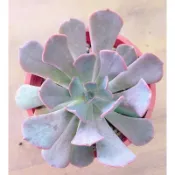 find x 找肉 多肉植物 天鵝湖