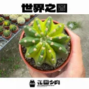 《花田多肉II》🌵【世界之圖】 3吋盆 仙人掌/多肉植物/出錦/錦斑/戶外植物/園藝/盆栽/綠化/防小人