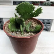 宏禾 多肉植物 仙人掌 【 珊瑚大戟綴化 】 三吋盆含土寄送