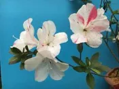 【優勢】日本皋月杜鵑中苗~品種名(煌)~正花株