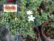 ╭＊田尾玫瑰園＊╯盆景素材--(六月雪)--樹型美觀.適於盆栽或作盆景