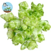 【稀有品種】超萌抱子芥菜 兒菜種子/娃娃菜種子 台灣現貨 清脆多汁 側芽會生子 家庭菜園 陽台盆栽