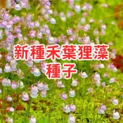 【新種禾葉狸藻種子】 狸藻前景草 水族造景 食蟲植物 台灣現貨 水草種子 挖耳草 迷你草坪 缸內栽培 易種植 觀賞用