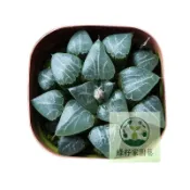 （快速出貨）月影 十二卷玉露種子 多肉植物 透窗精養 桌面陽臺庭院小盆栽