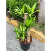 初花農場1店｜巴西鐵樹｜8寸盆｜高約40cm|室內植物｜不用常澆水的懶人植物，適合室內綠化點綴｜