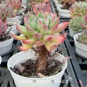 沅鈺農場   多肉植物   藍精靈