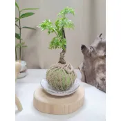 《Kamata🌈》苔球 ☘️羽葉福祿桐☘️ 超萌 Q版 麻線菱格紋 桌上型水苔球 苔球植物 苔玉 手作 風水 招財