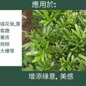 【建方松園】 羅漢松木 羅漢松葉材 松柏葉 羅漢松葉 天然葉材 插花葉材 新鮮採摘