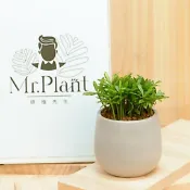  【拈花x研植】羅漢松│3.5吋水泥盆│窗邊植物│新手植物│淨化空氣│招財植物│觀葉植物│質感盆栽