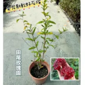 田尾玫瑰園 l 突尼斯軟籽石榴、軟籽榭榴【5吋盆栽 高度約20cm】連籽都能吃 水果苗 火紅植物  (田尾在地商家)