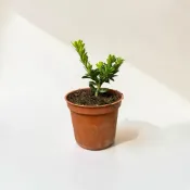 英宏 綠鑽羅漢松3寸 常綠植物 室外植物