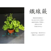 心栽花坊-鐵線蕨/3吋/蕨類/小品//觀葉植物/綠化植物/特價60